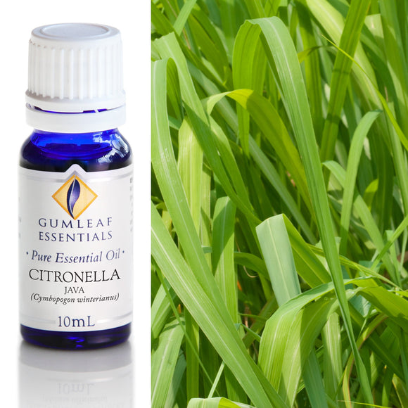 Bottle of Gumleaf Essentials Citronella essential oil next to citronella grass.