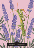 Mantis on lavender flowers with a pink background