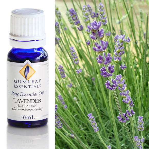 Bottle of Gumleaf Essentials Lavender essential oil with a background of lavender flowers.