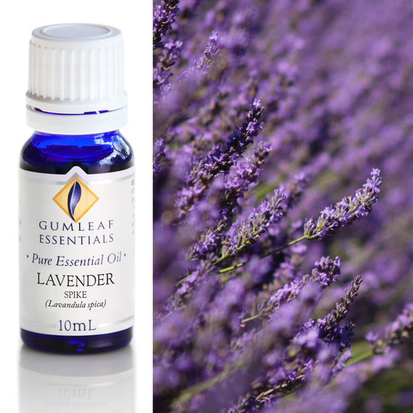 Bottle of Gumleaf Essentials Lavender essential oil with a background of lavender flowers.
