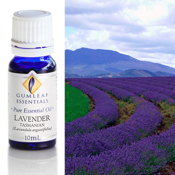 Bottle of Gumleaf Essentials Lavender essential oil with a scenic lavender field in the background
