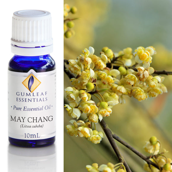 Gumleaf Essentials May Chang essential oil bottle with a branch of yellow flowers.