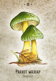 Illustration of a Parrot Waxcap mushroom on a textured beige background