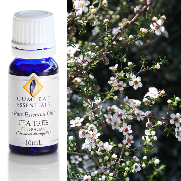 Bottle of Gumleaf Essentials Tea Tree essential oil with a branch of tea tree flowers.