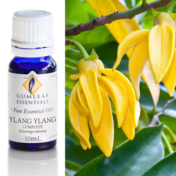 Bottle of Gumleaf Essentials Ylang Ylang essential oil with yellow flowers on a branch.